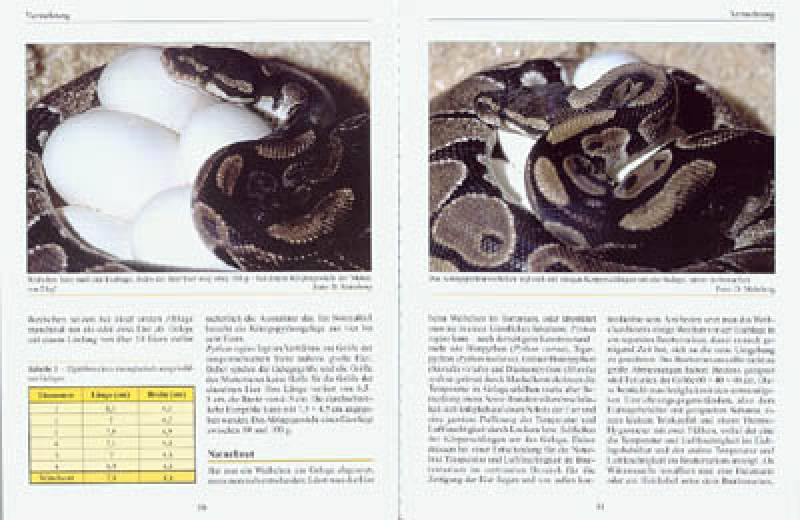 Preview: Python regius – Der Königspython